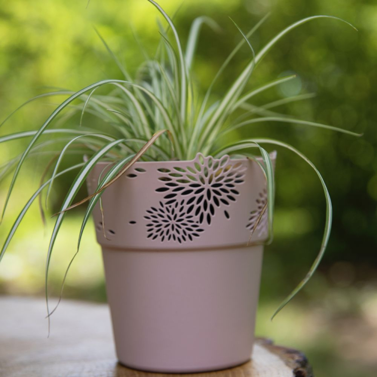 Osłonka Aster 14,5cm jasny róż